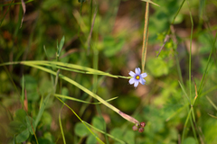 Sisyrinchium montanum