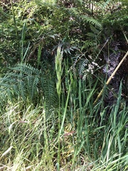 Bromus hordeaceus
