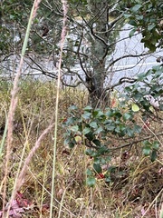Calamagrostis epigejos