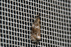 Olethreutes appendiceum