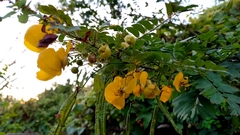 Senna pallida