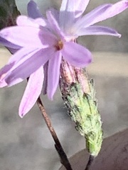 Lessingia arachnoidea