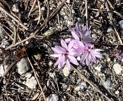 Lessingia arachnoidea