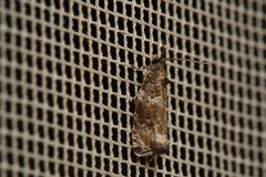 Olethreutes appendiceum