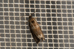 Olethreutes appendiceum