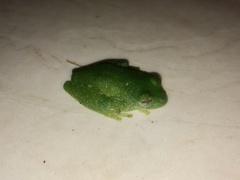 Teratohyla pulverata
