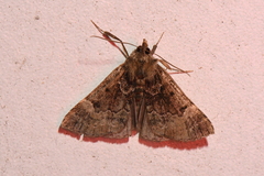 Hypena palparia