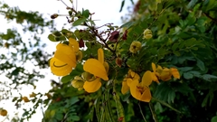 Senna pallida
