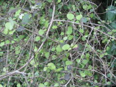 Coprosma rotundifolia