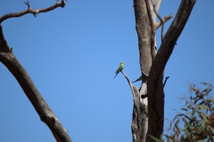 Melopsittacus undulatus
