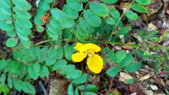 Senna pallida