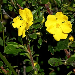 Hibbertia