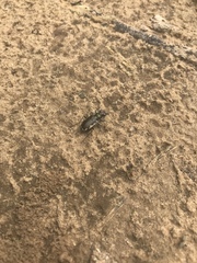 Cicindela scutellaris lecontei