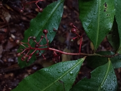 Ardisia