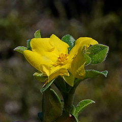 Hibbertia