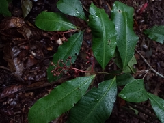 Ardisia