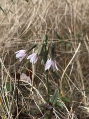 Nabalus autumnalis