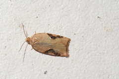 Acleris
