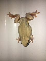 Litoria rubella