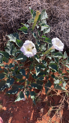 Datura wrightii