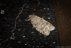 Agriophara horridula