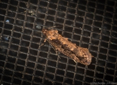 Erythrobapta haemalea