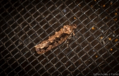 Erythrobapta haemalea