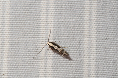 Agnippe prunifoliella