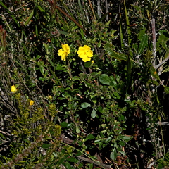 Hibbertia