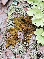 Melanelixia subaurifera