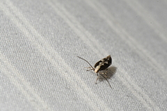Agnippe prunifoliella