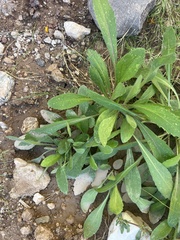 Gaillardia pulchella