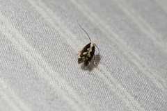 Agnippe prunifoliella