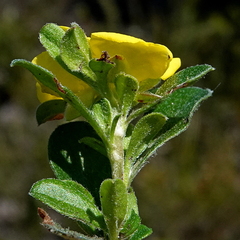 Hibbertia