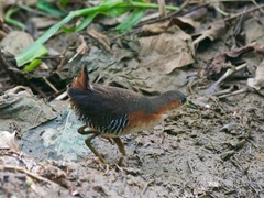 Laterallus melanophaius