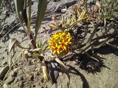 Quinchamalium chilense
