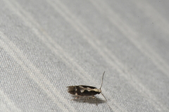 Agnippe prunifoliella