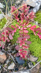 Euphorbia conferta