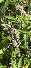 Persicaria glabra