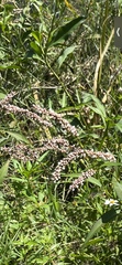 Persicaria glabra