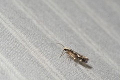 Agnippe prunifoliella