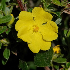 Hibbertia