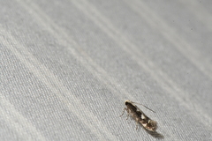 Agnippe prunifoliella