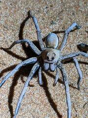 Hoggicosa