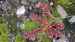 Euphorbia conferta