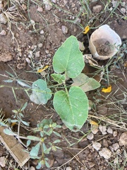 Cucurbita foetidissima