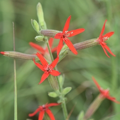 Silene regia