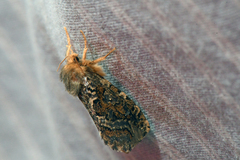 Korscheltellus gracilis