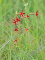 Silene regia