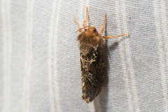 Korscheltellus gracilis